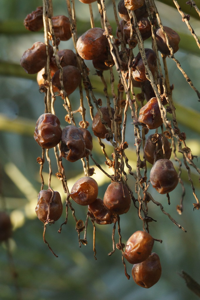 "In the Al Ain Oasis" by CharlesFred is licensed under CC BY-NC-SA 2.0